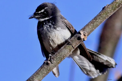 Spot-breasted Fantail - resident