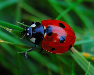 ladybird