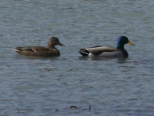 20: duck pair