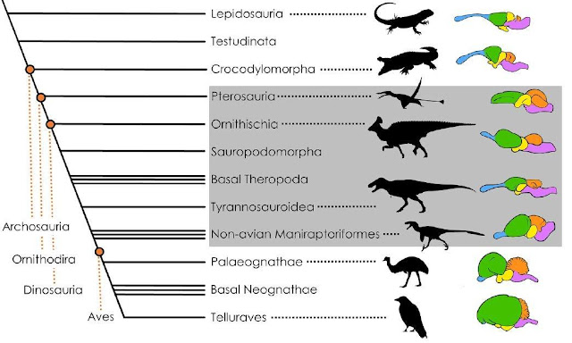 Οι επιστήμονες μάλλον έκαναν λάθος για τον T-Rex