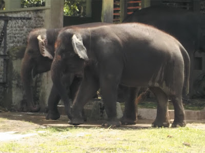 foto gajah di kebun binatang gembiraloka 01