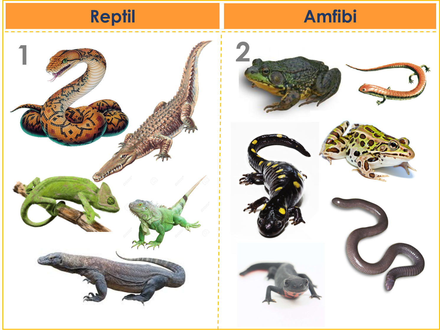 FAKTA PERBEDAAN ANTARA REPTIL DENGAN AMFIBI  freewaremini