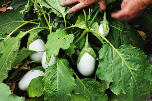 eeggplant،الباذنجان،باینجان