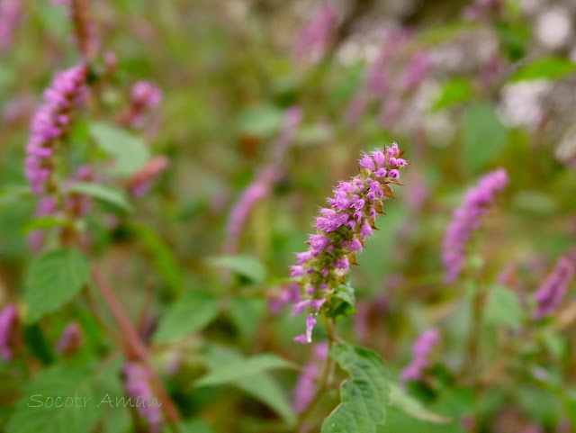 Elsholtzia ciliata