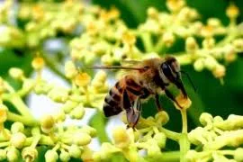 تحضير درس la société des abeilles