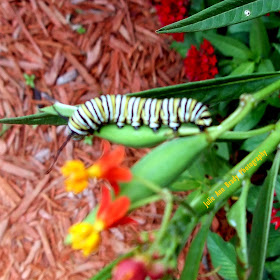 #10 Monarch Butterfly Caterpillar on Tropical Milkweed Seed Pod June 8, 2018