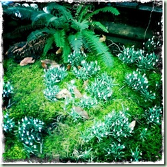 HipstaSnowdrops2