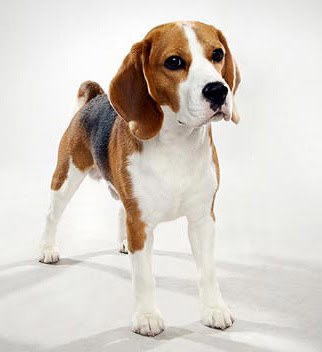 Beagle breed characteristics