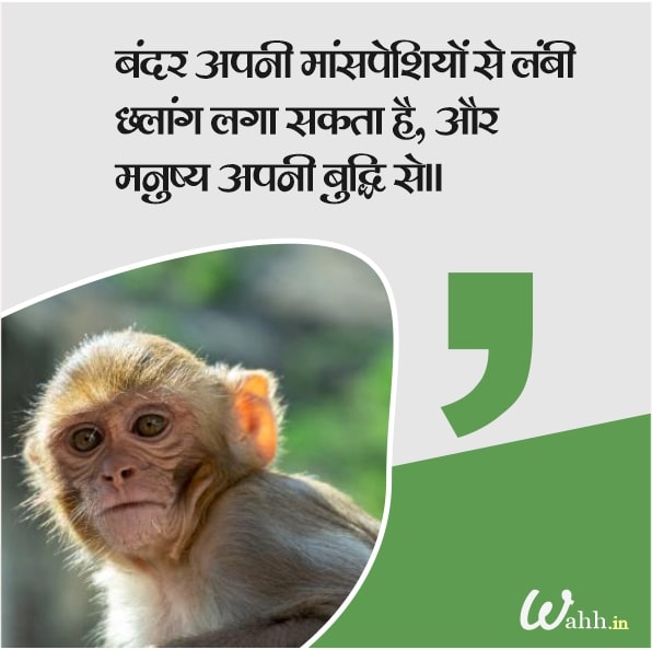 Monkey Captions for Instagram In Hindi