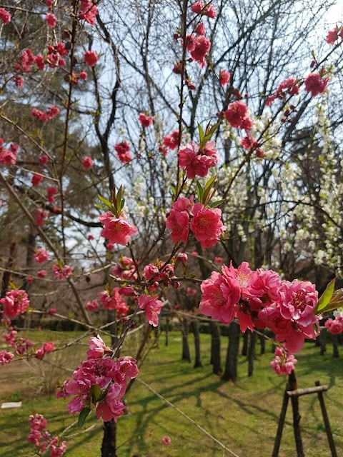 kyoto imperial palace park cherry blossom