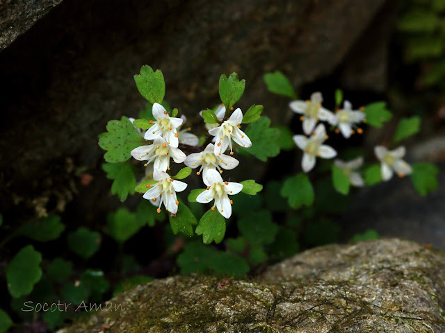 Chrysosplenium album