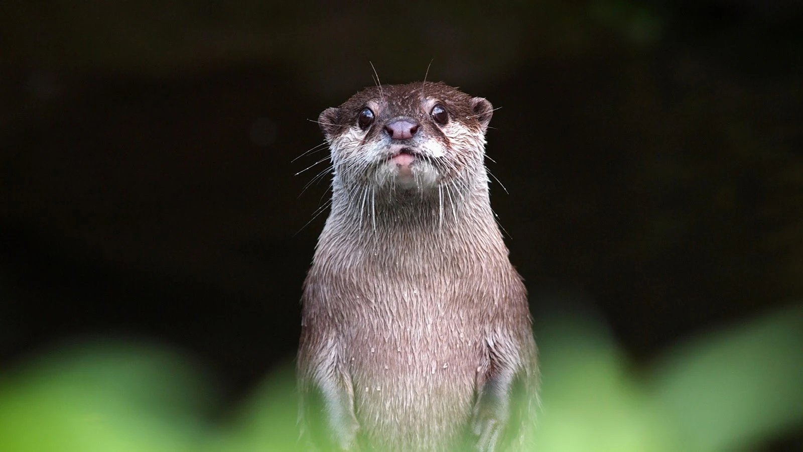 Download Otters,Tema per Windows 10