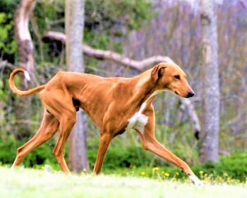 Dog Azawak African Hound