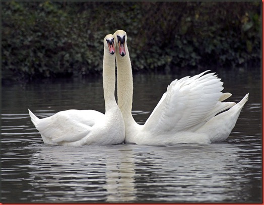 Two Swans