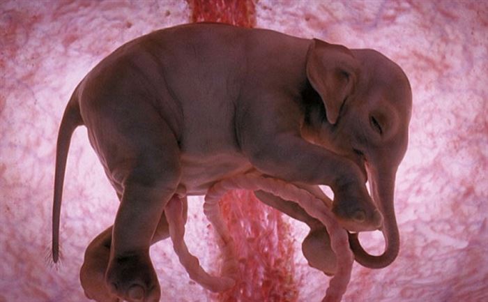 12 Wonderful Pictures of Unborn Animals in the Womb - Elephant