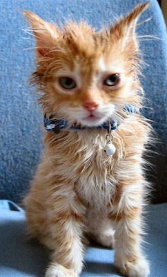 wet cat