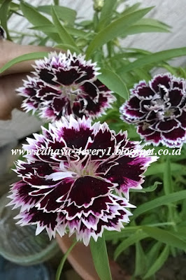 Growing dianthus chianti in tropical climates