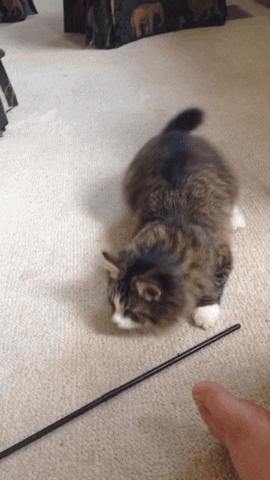 Obligatory animated cat gif