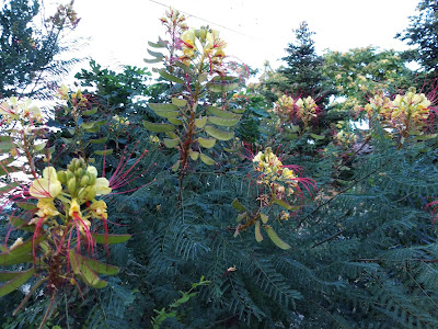 Caesalpinia gilliesii