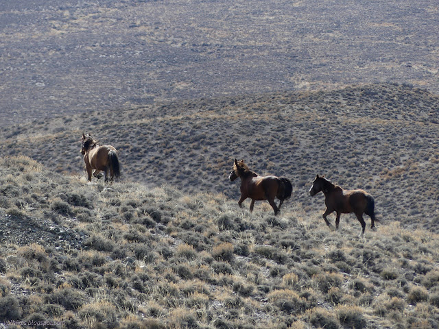 49: three horses leaving