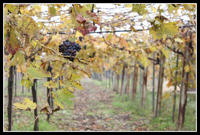 Viti e vigne a Solopaca-Benevento