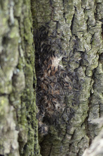 jeunes chenilles de Bombyx disparate - Lymantria dispar 