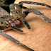 FIQUE SABENDO! / Picada da Aranha Armadeira provoca ereção de 4 horas e pode ser o substituto do Viagra