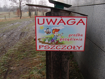 pierwszy spacer po chorobie, ruczajskie łąki, Uroczysko Górka Pychowicka, grzyby 2018, grzyby w lutym, grzyby zimowe