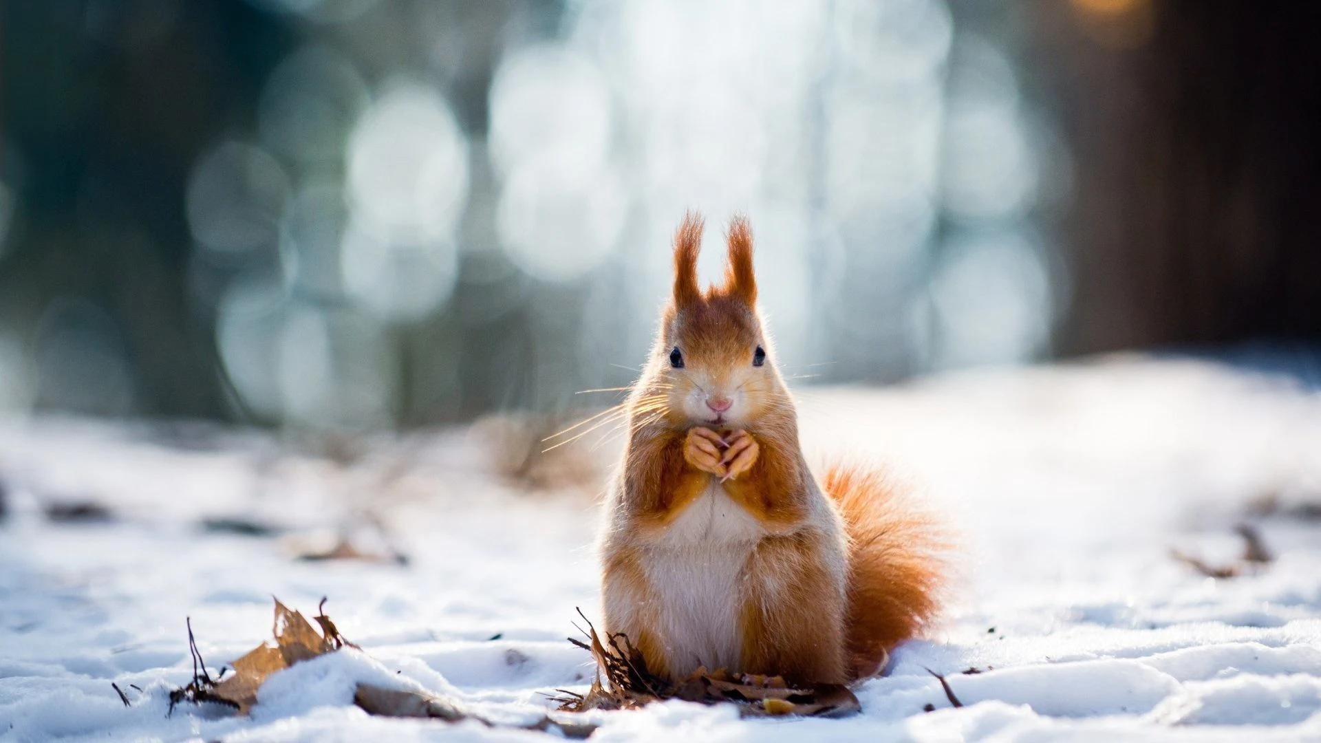 Cute Winter Animal Wallpaper