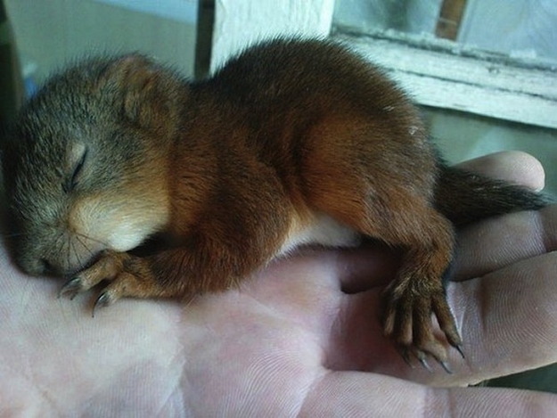 Belarusian soldier rescued baby squirrel and now they're best friends, a soldier and squirrel, baby squirrel