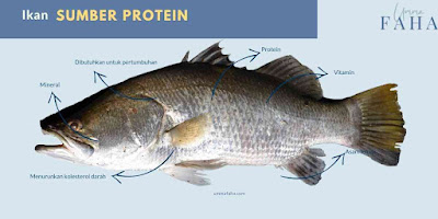Ikan sumber protein