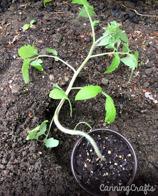 Trench Planting Tomatoes