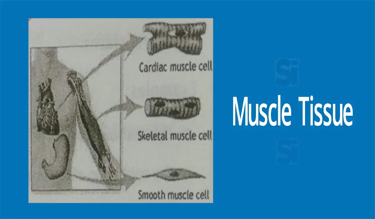 Muscle-Tissue