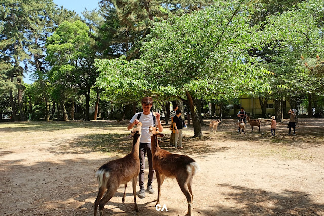 Nara Prefecture Japan Deer Curitan Aqalili