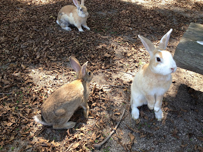 (Japan) – Let’s travel to Rabbit Island Ōkunoshima in the Inland Sea