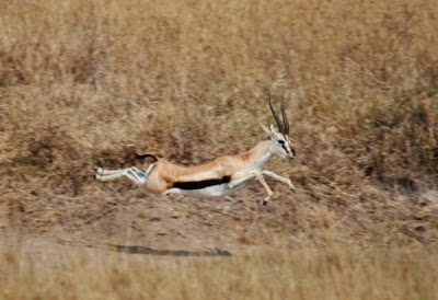 Fastest Animal Thomsons Gazelle - 4