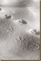snowytracks