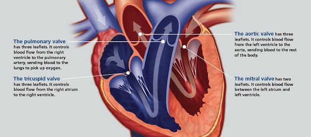 What is a Heart Murmur?