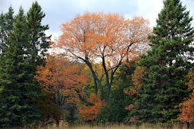 black cherry's flaming October leaves