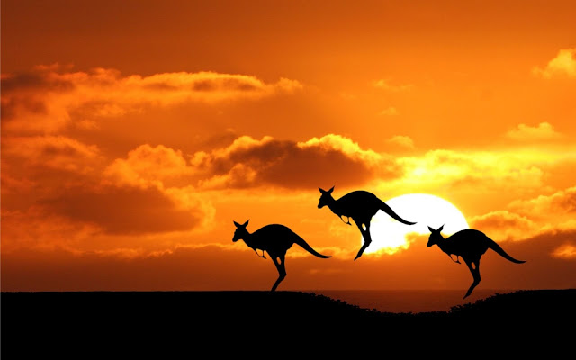 Three Kangaroos 