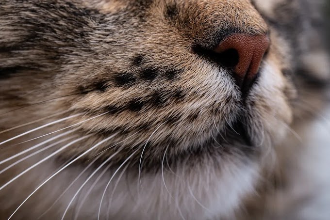  La Importancia de los Bigotes para un Gato