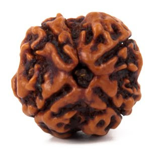 4 Mukhi Rudraksha- Blessings of Lord Brahma