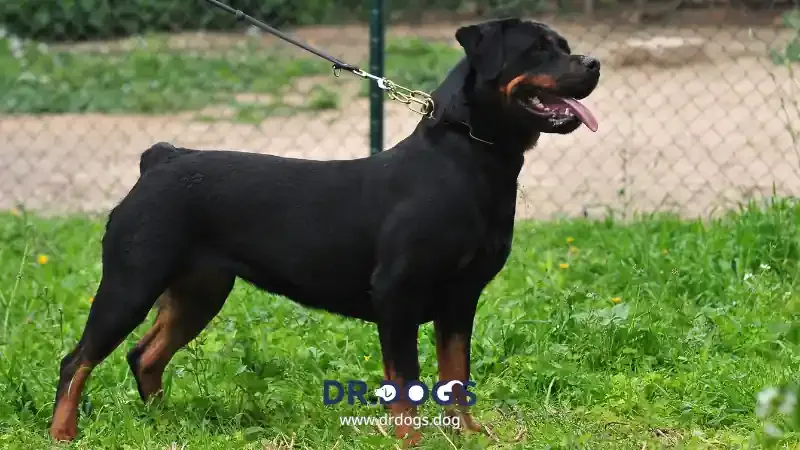 Rottweiler: Loyal Guardians with a Heart of Gold