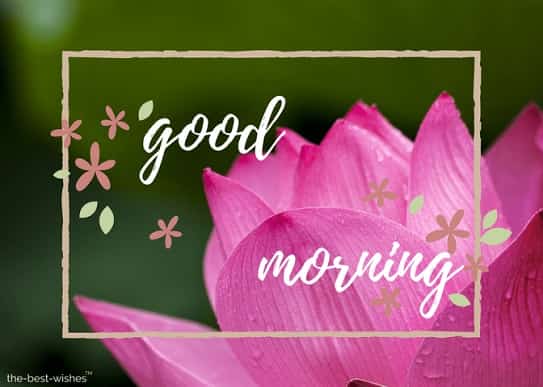 good morning monday images for whatsapp with pink flower