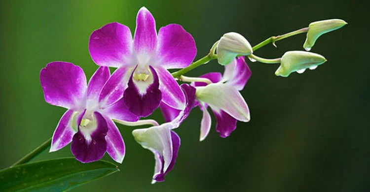 অর্কিড ফুলের ছবি - অর্কিড ফুলের ছবি ডাউনলোড - Picture of orchid flower - NeotericIT.com