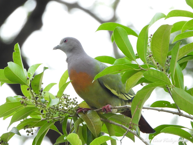 Male Pink-necked Green Pigeon in Toa Payoh