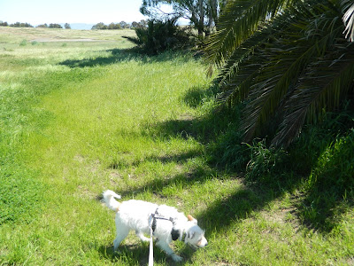 Freckles the Dog