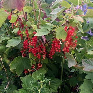 Redcurrants on an overgrown and neglected bush