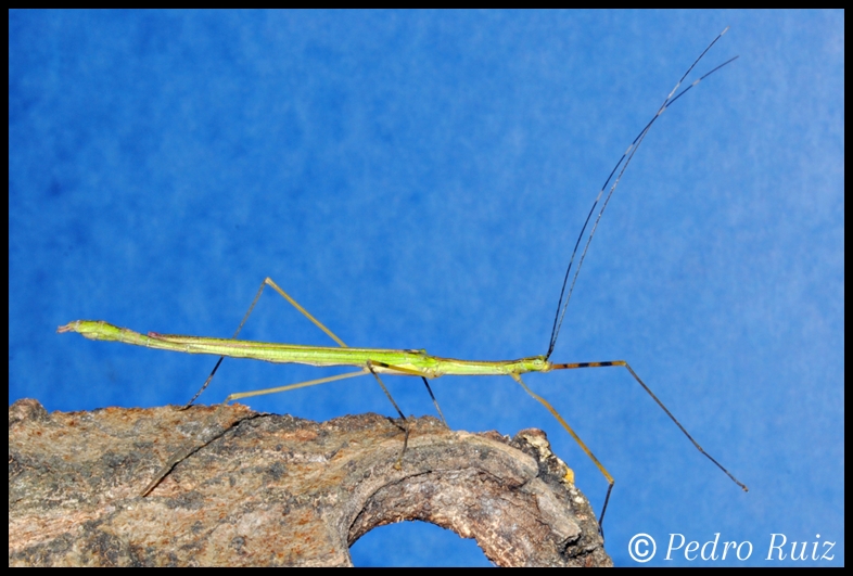 Macho adulto de Anarchodes annulipes, 6 cm de longitud