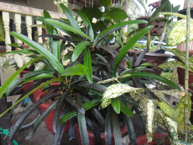Mengkuang Berduri Pokok  hiasan 